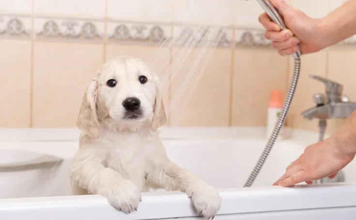 How to Pet-Proof Your Plumbing